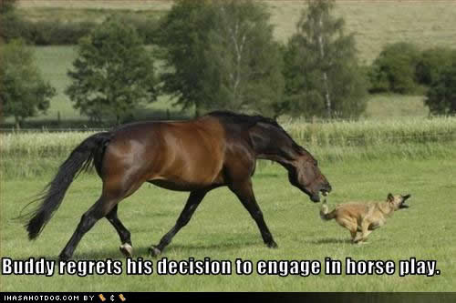 Dog and horse